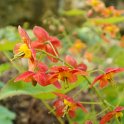 Epimedium x warleyense 'Orange Konigin' fleur
